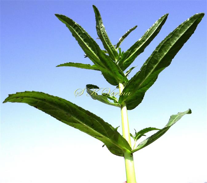  Leafy shoot